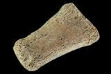 Hadrosaur Finger Bone - Alberta (Disposition #-) #95154-1